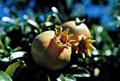 PUNICA GRANATUM, POMEGRANATE