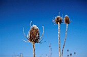 DIPSACUS FULLONUM, TEASEL