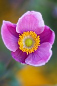 ANEMONE HUPEHENSIS VAR. JAPONICA