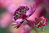 ASTRANTIA MAJOR HADSPEN BLOOD