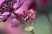 ASTRANTIA MAJOR HADSPEN BLOOD