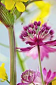 ASTRANTIA MAJOR HADSPEN BLOOD