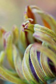 RUDBECKIA FULGIDA DETAIL