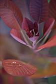 EUPHORBIA COTINIFOLIA