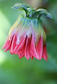 DAHLIA, SINGLE OPENING RED FLOWER