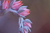 ECHEVERIA AFTERGLOW