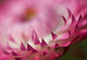 HELICHRYSUM DETAIL