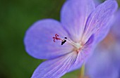 GERANIUM PRATENSE