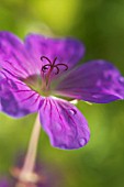 GERANIUM PRATENSE