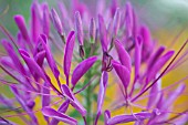 CLEOME HASSLERIANA