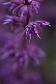 SALVIA VERTICILLATA PURPLE RAIN