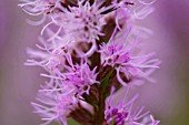 LIATRIS