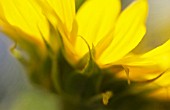 HELIANTHUS ANNUUS