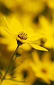 COREOPSIS VERTICILLATA