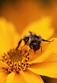 COREOPSIS AURICULATA