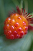 RUBUS STRIGOSUS