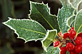 ILEX, HOLLY