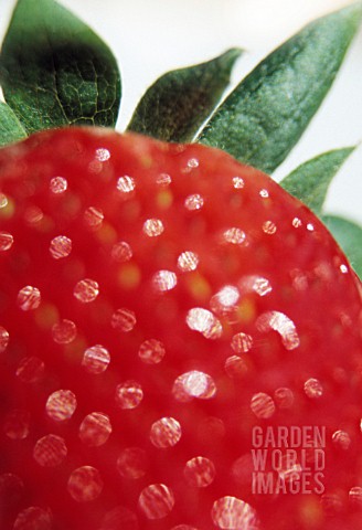 FRAGARIA_STRAWBERRY