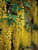 LABURNUM, LABURNUM