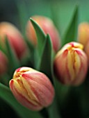 TULIPA, TULIP