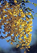 LABURNUM, LABURNUM