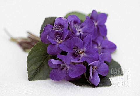 VIOLA_ODORATA_VIOLET__SWEET_VIOLET