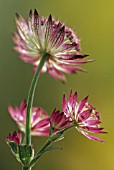 ASTRANTIA MAJOR, ASTRANTIA, MASTERWORT