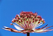 ASTRANTIA MAJOR, ASTRANTIA, MASTERWORT