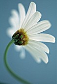 LEUCANTHEMUM VULGARE, DAISY, MARGUERITE