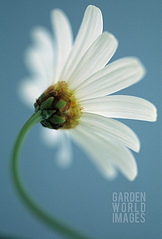 LEUCANTHEMUM_VULGARE_DAISY_MARGUERITE