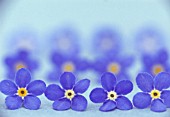 MYOSOTIS, FORGET-ME-NOT