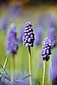 MUSCARI, GRAPE HYACINTH