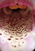 DIGITALIS, FOXGLOVE