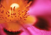 CISTUS, ROCK ROSE