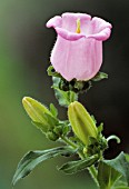 CAMPANULA, CANTERBURY BELL