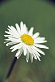 BELLIS PERENNIS, DAISY - LAWN DAISY