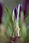 CROCUS VERNUS, CROCUS