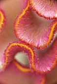 CELOSIA ARGENTEA, COCKS COMB