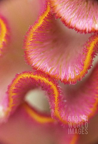 CELOSIA_ARGENTEA_COCKS_COMB