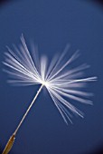 TARAXACUM OFFICINALE, DANDELION CLOCK