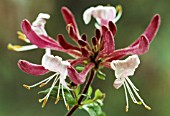 LONICERA X AMERICANA, HONEYSUCKLE