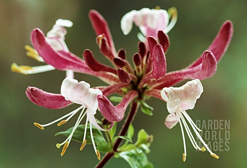 LONICERA_X_AMERICANA_HONEYSUCKLE