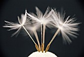 TARAXACUM OFFICINALE, DANDELION CLOCK