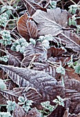 FROSTY AUTUMNAL LEAVES