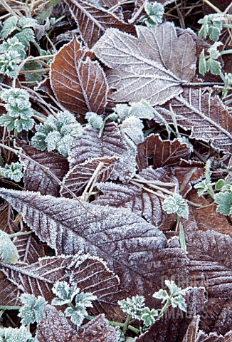 FROSTY_AUTUMNAL_LEAVES
