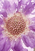 SCABIOSA, SCABIOUS