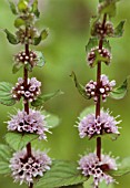 MENTHA AQUATICA, MINT - WATERMINT