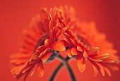 GERBERA, GERBERA