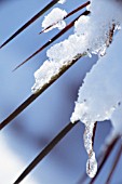 PHRAGMITES, REEDS, SEDGE