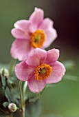 ANEMONE JAPONICA, ANEMONE - JAPANESE ANEMONE